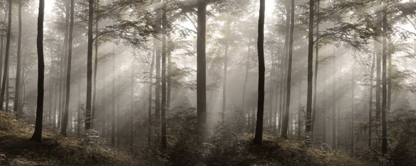 Bosco nella nebbia – carta da parati adesiva Dhécora Wall